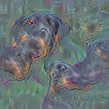 n02106382 Bouvier des Flandres, Bouviers des Flandres